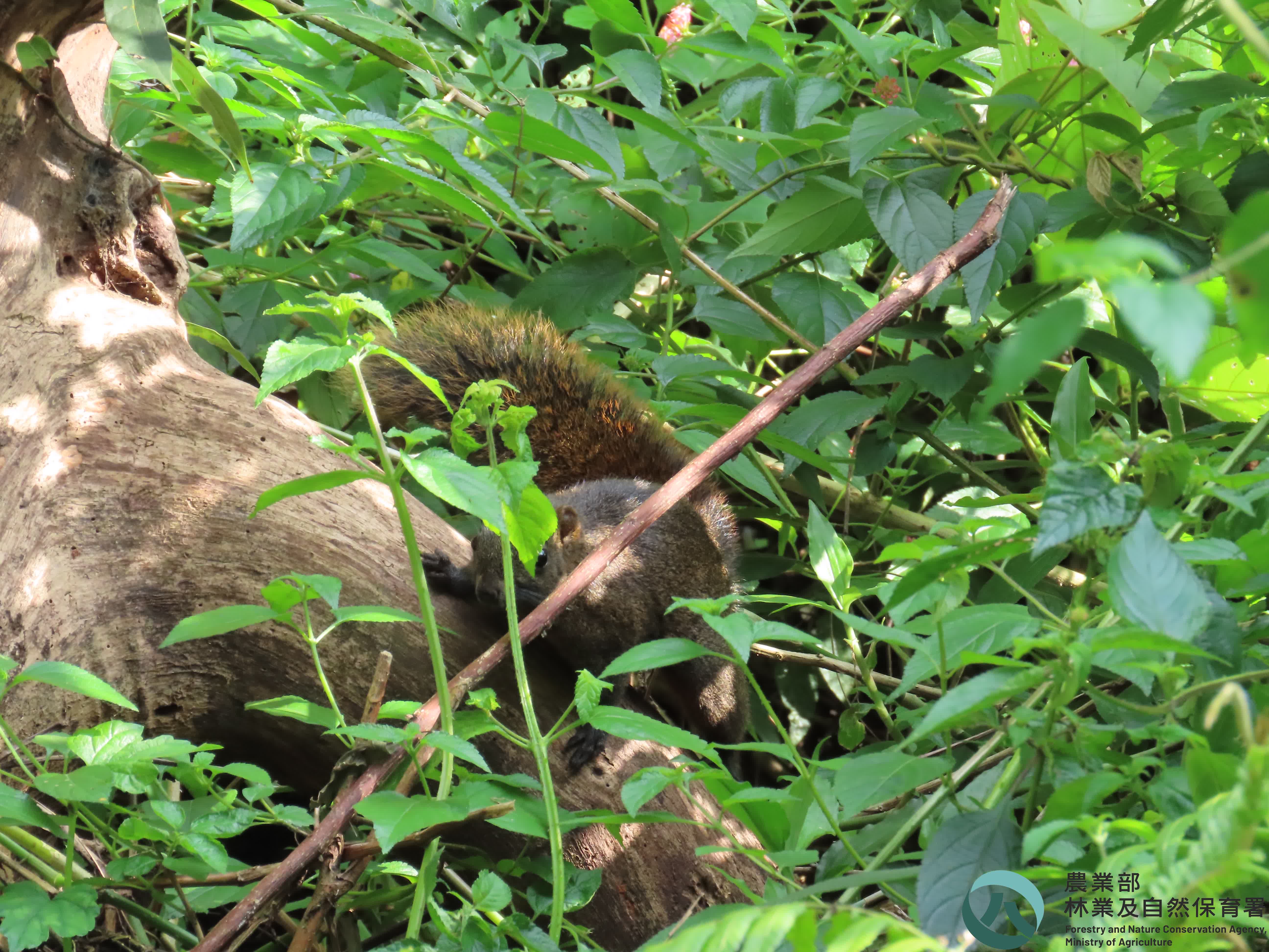 林業及自然保育署影音資訊平台